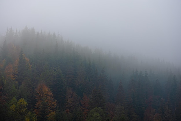 tsuki做网名是什么意思？